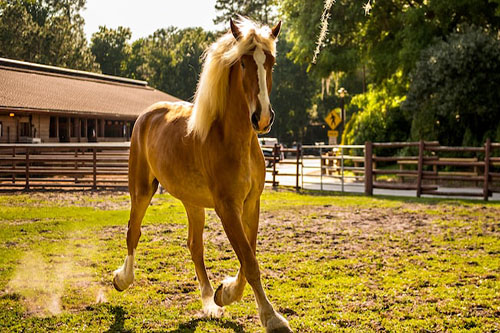 Cavalos – Disney Animals